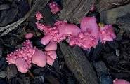 slime pink
